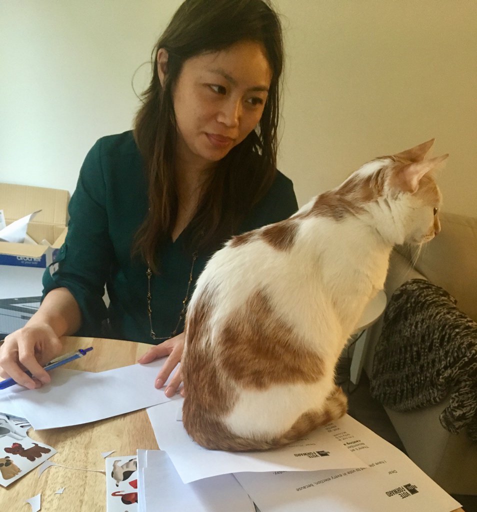 Cat inspecting letters to voters